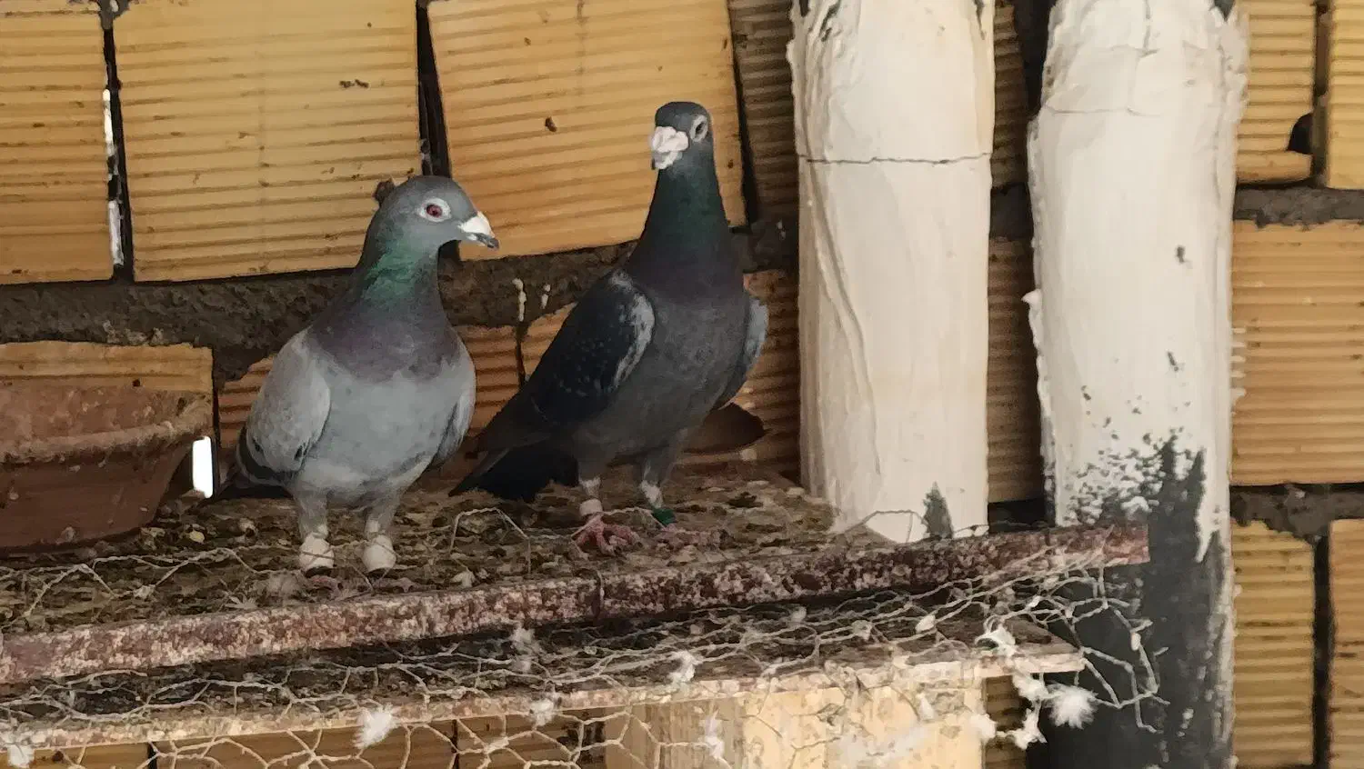 کفتر پلاکی|پرنده|شیراز, کوشک میدان|دیوار