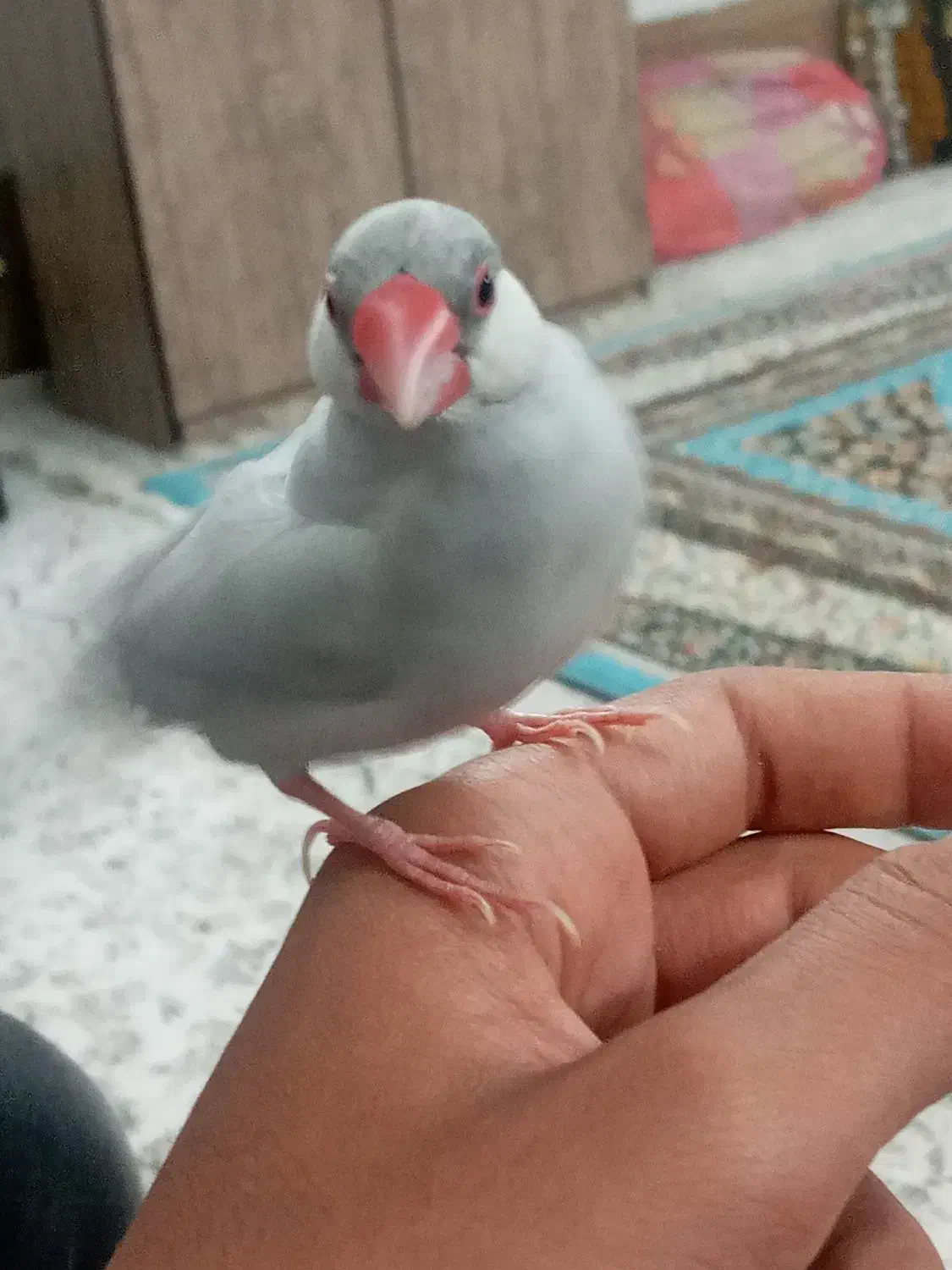 فنج فول دستی|پرنده|یزد, |دیوار