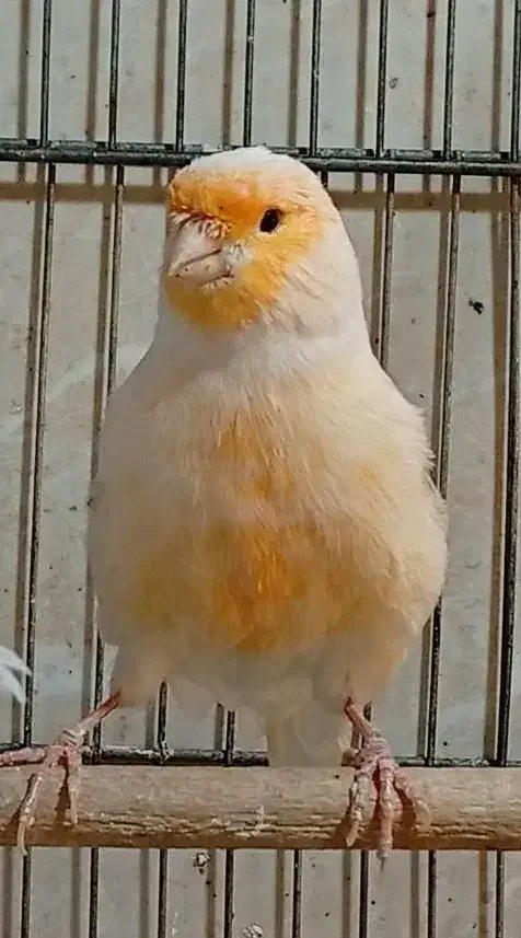 قناری موزاییکی اورجینال و طلایی چشم قرمز|پرنده|شیراز, صاحب الزمان|دیوار