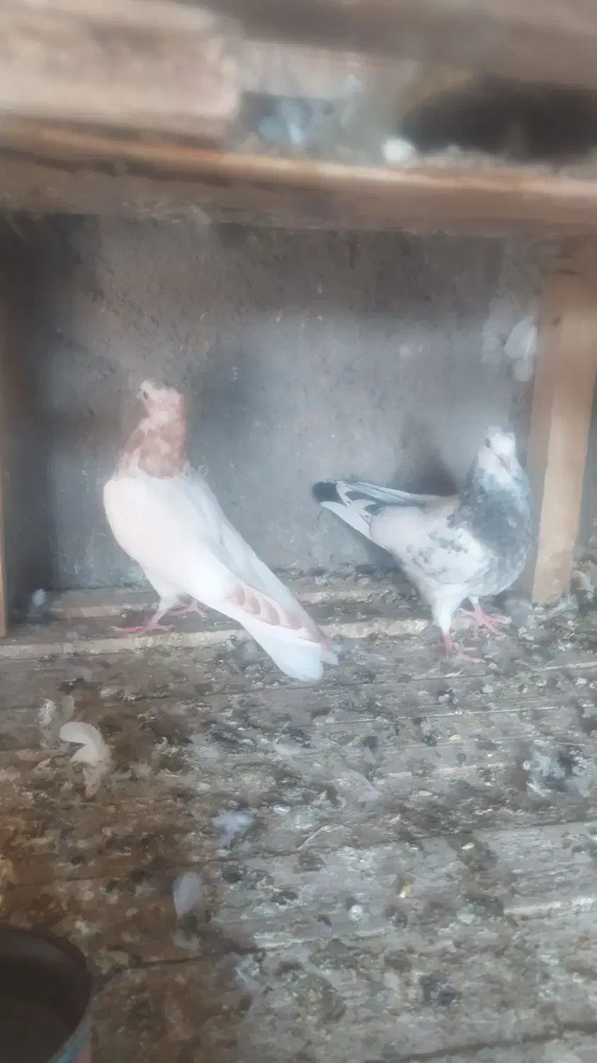 جوجه کبوتر فروشی|پرنده|کاشان, فاز ۲ ناجی آباد|دیوار