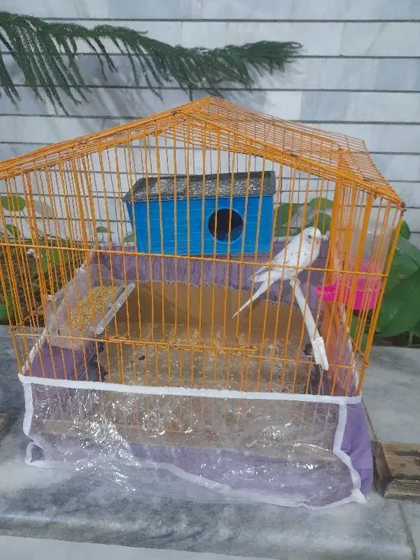 مرغ عشق|پرنده|تایباد, |دیوار