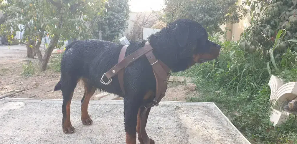 سگ گمشده محدوده سنقراباد|سگ|چهارباغ, |دیوار