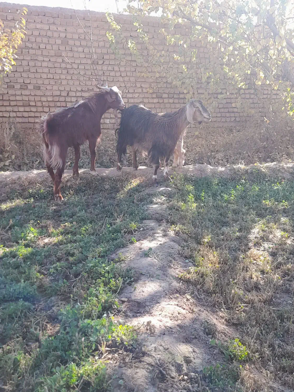 بز با بزغاله نر جیره خور|حیوانات مزرعه|نیشابور, چمبران|دیوار