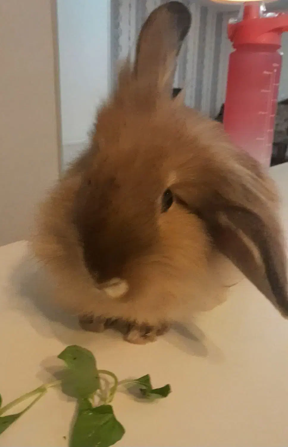 واگذاری خرگوش لپی|موش و خرگوش|اصفهان, سرشبادران|دیوار