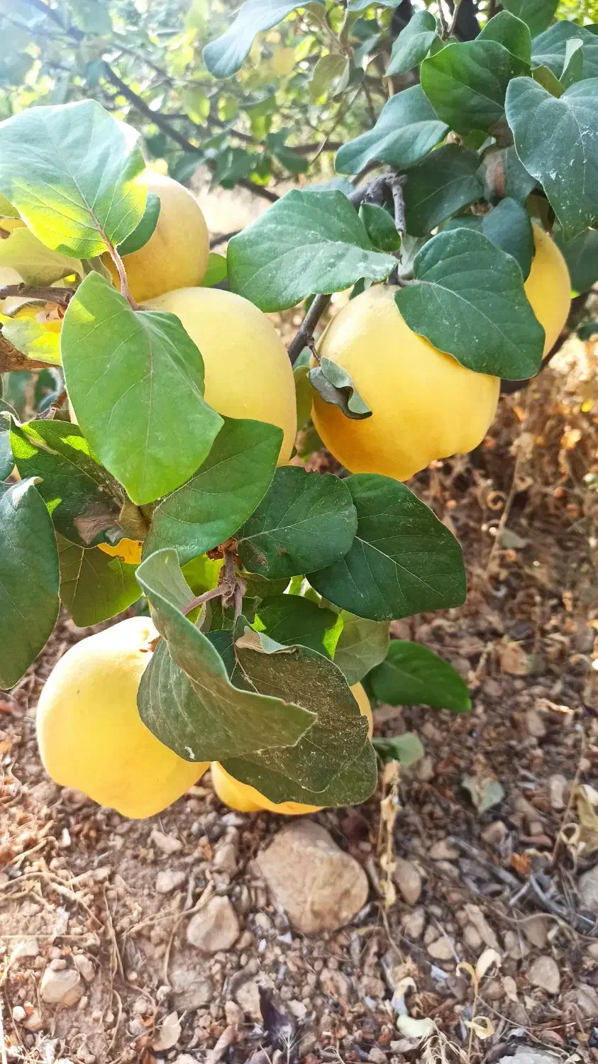 فروش به اصفهانی و محلی|خوردنی و آشامیدنی|بوانات, |دیوار