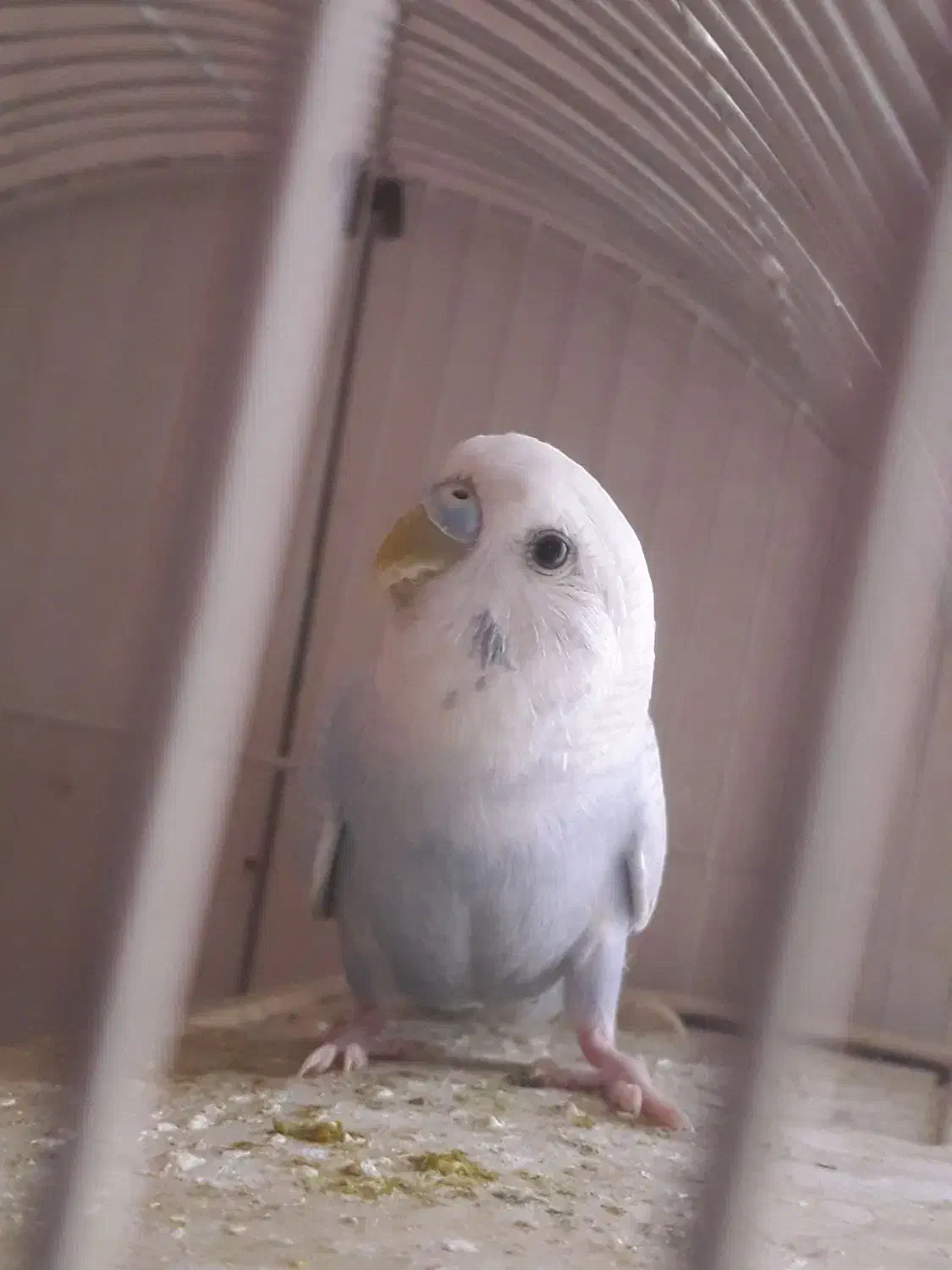 مرغ  عشق  آبی|پرنده|ری, دولتآباد|دیوار