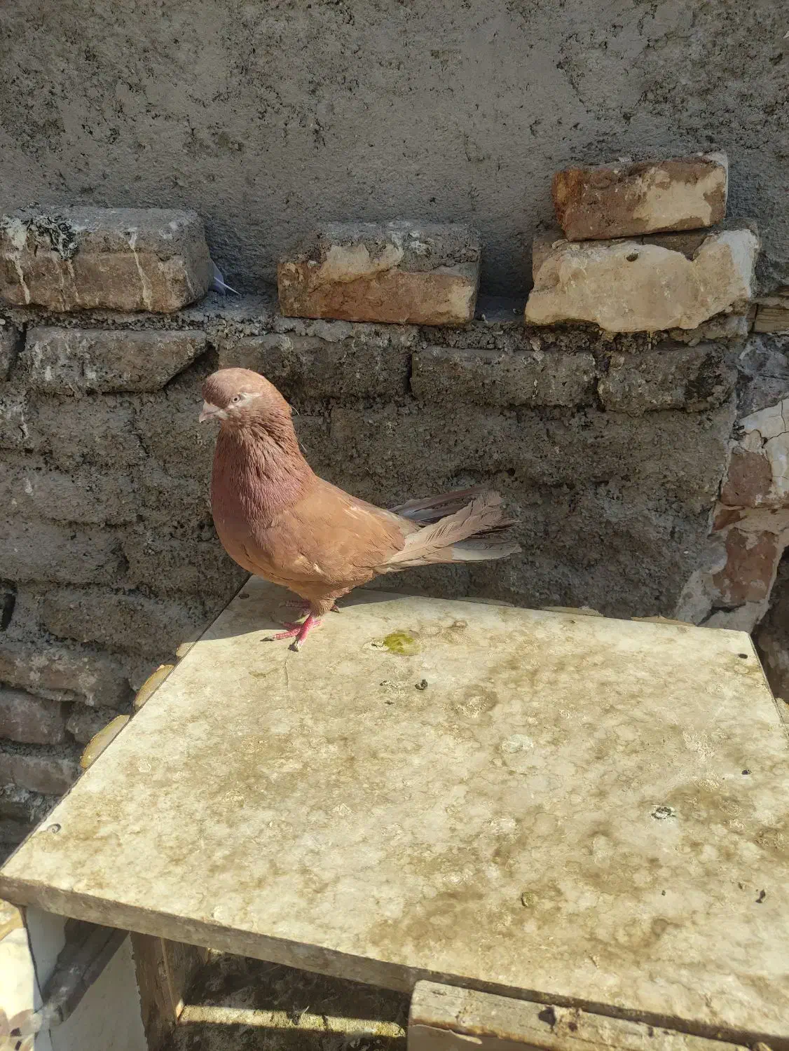 کفتر نوک قنار|پرنده|فردیس, شهرک شهید حسینی|دیوار