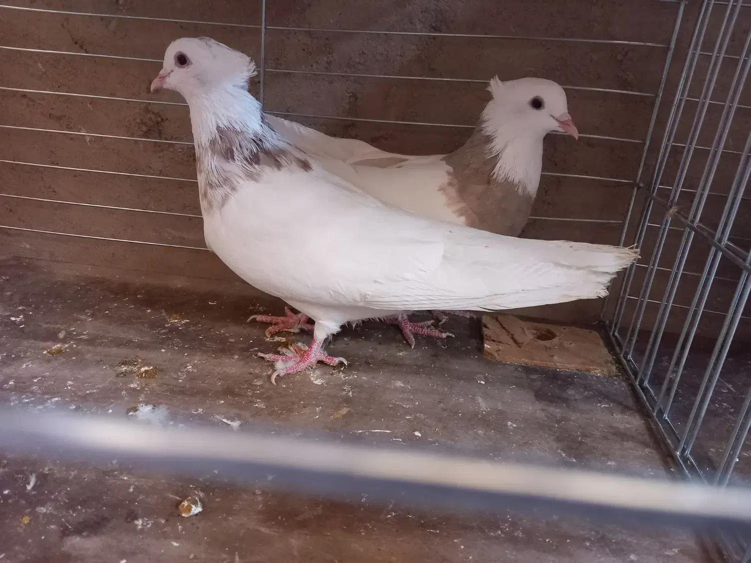 طوقی|پرنده|اشکذر, |دیوار