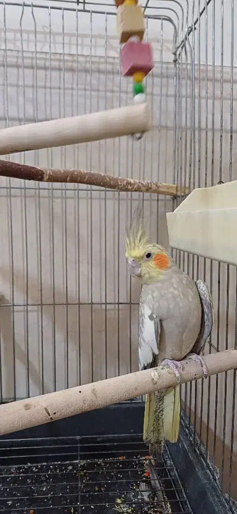 عروس هلندی|پرنده|تهران, عبدل‌آباد|دیوار