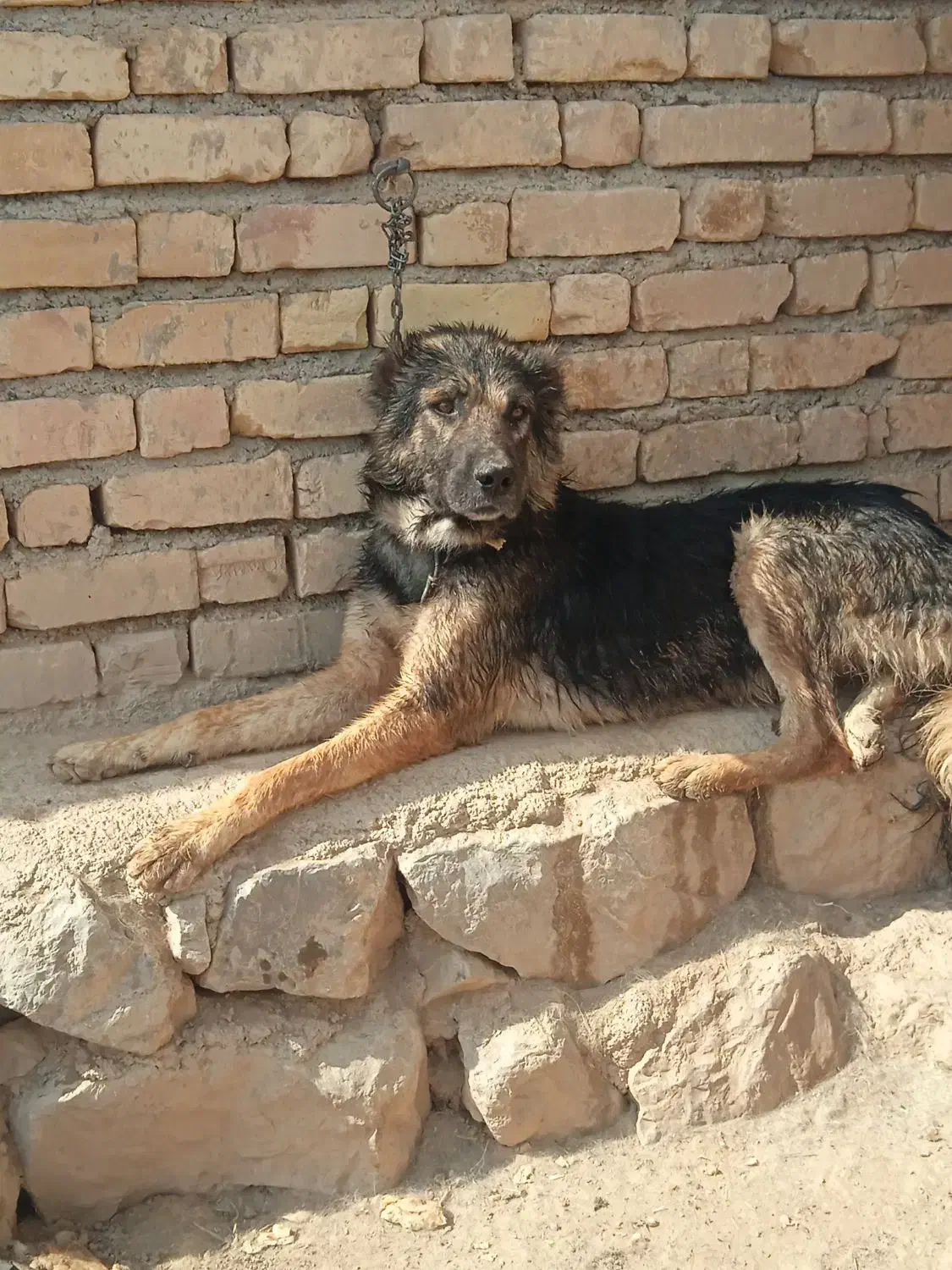 سگ جوان|سگ|بجنورد, |دیوار