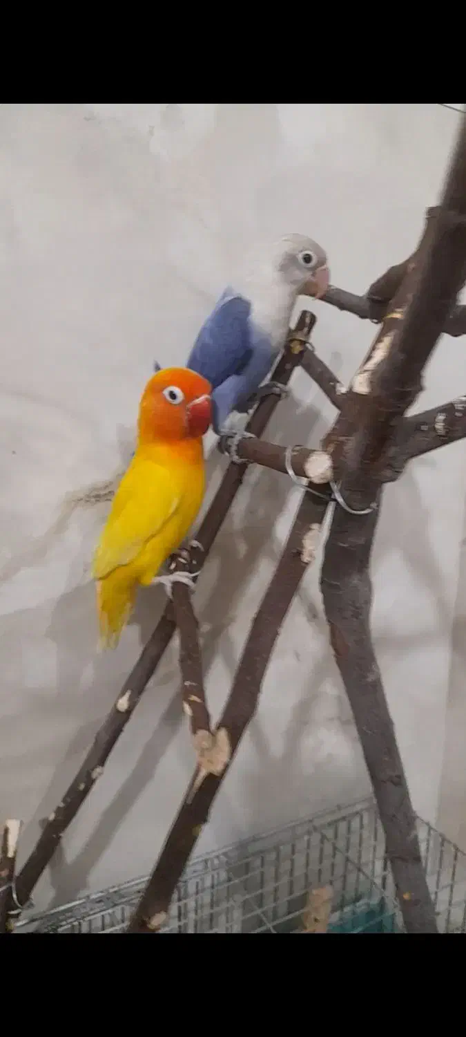 طوطی برزیلی|پرنده|چهارباغ, |دیوار