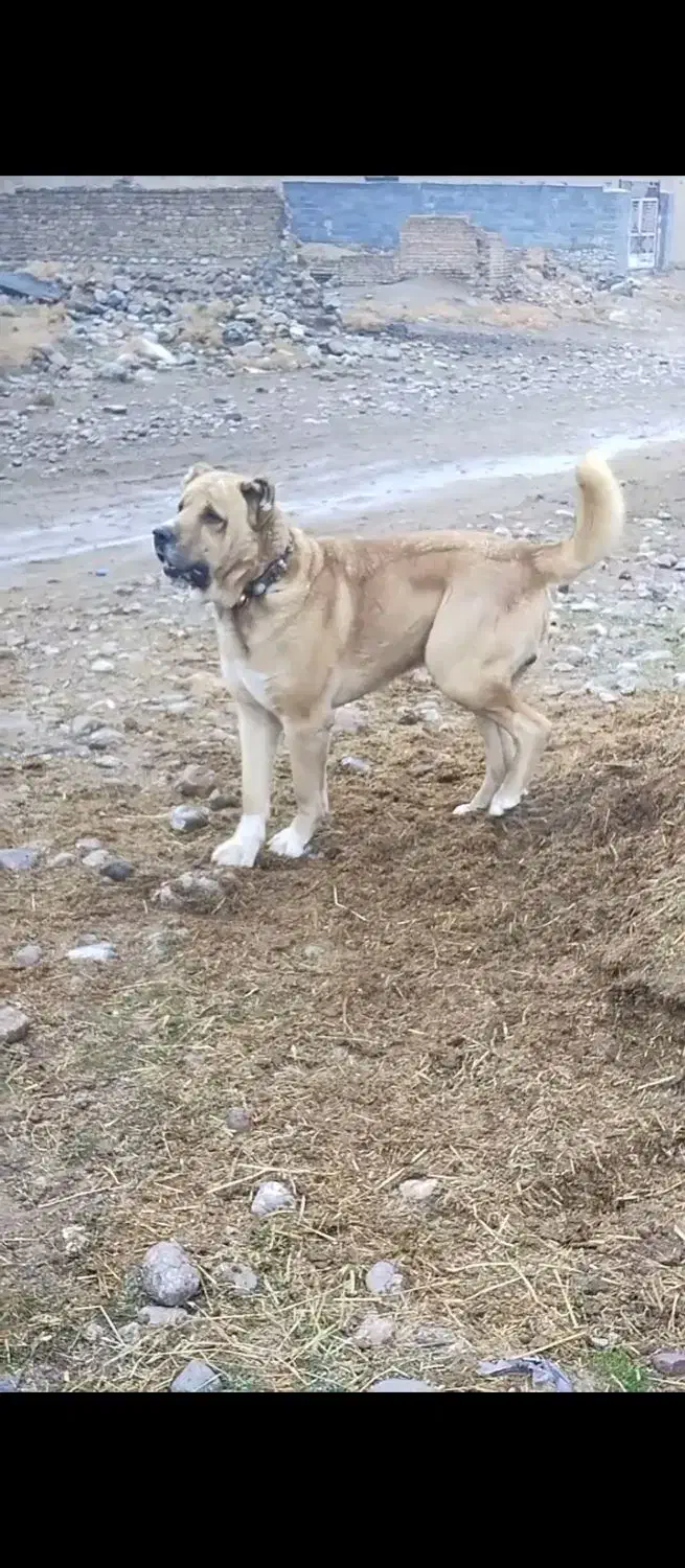 سگ گمشده|سگ|تایباد, |دیوار