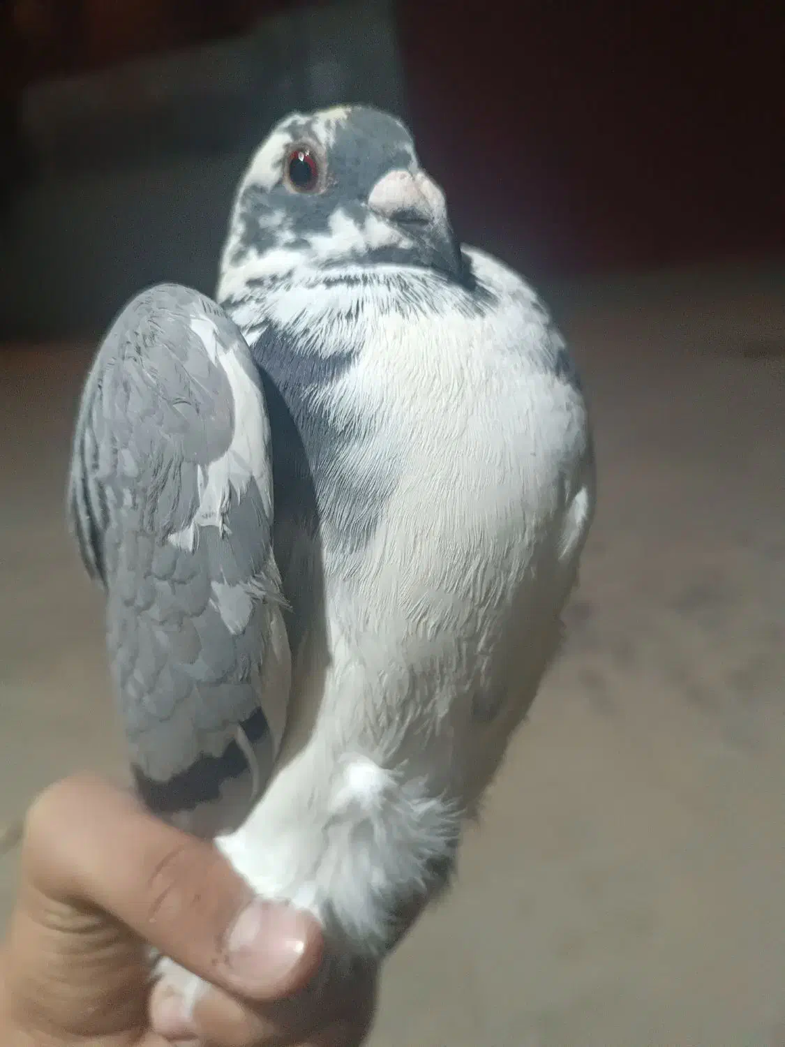 کبوتر ابلغ|پرنده|یاسوج, |دیوار