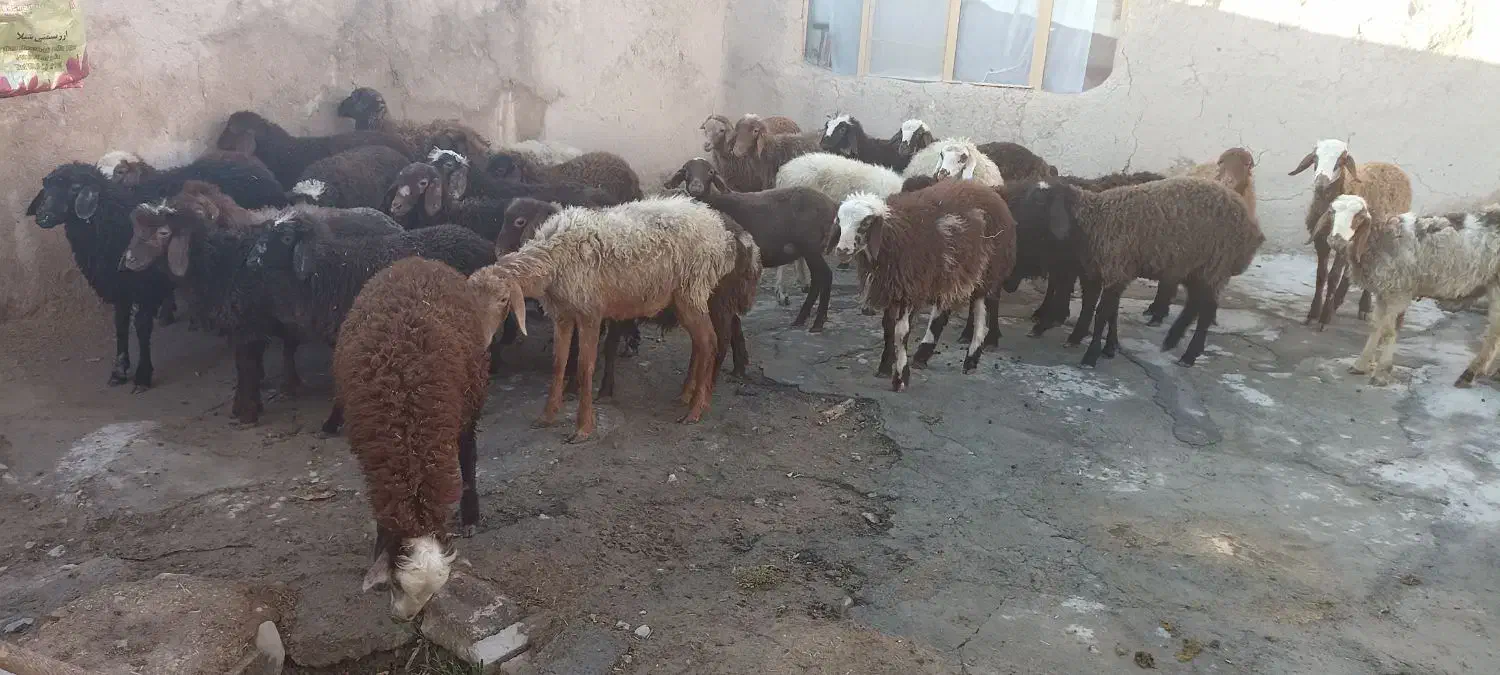 سی راس بره نر و ماده|حیوانات مزرعه|کرمانشاه, |دیوار