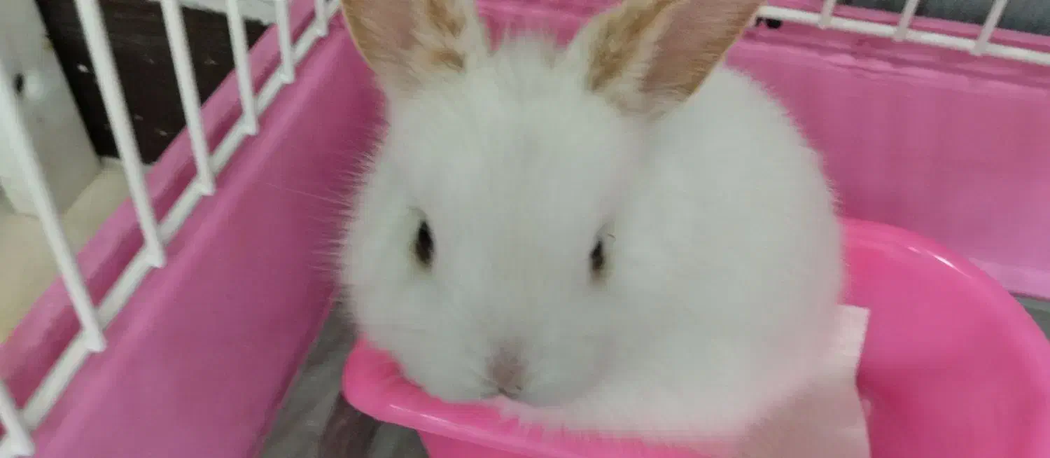 خرگوش مینیاتوری|موش و خرگوش|فولادشهر, مسکن مهر فولادشهر|دیوار