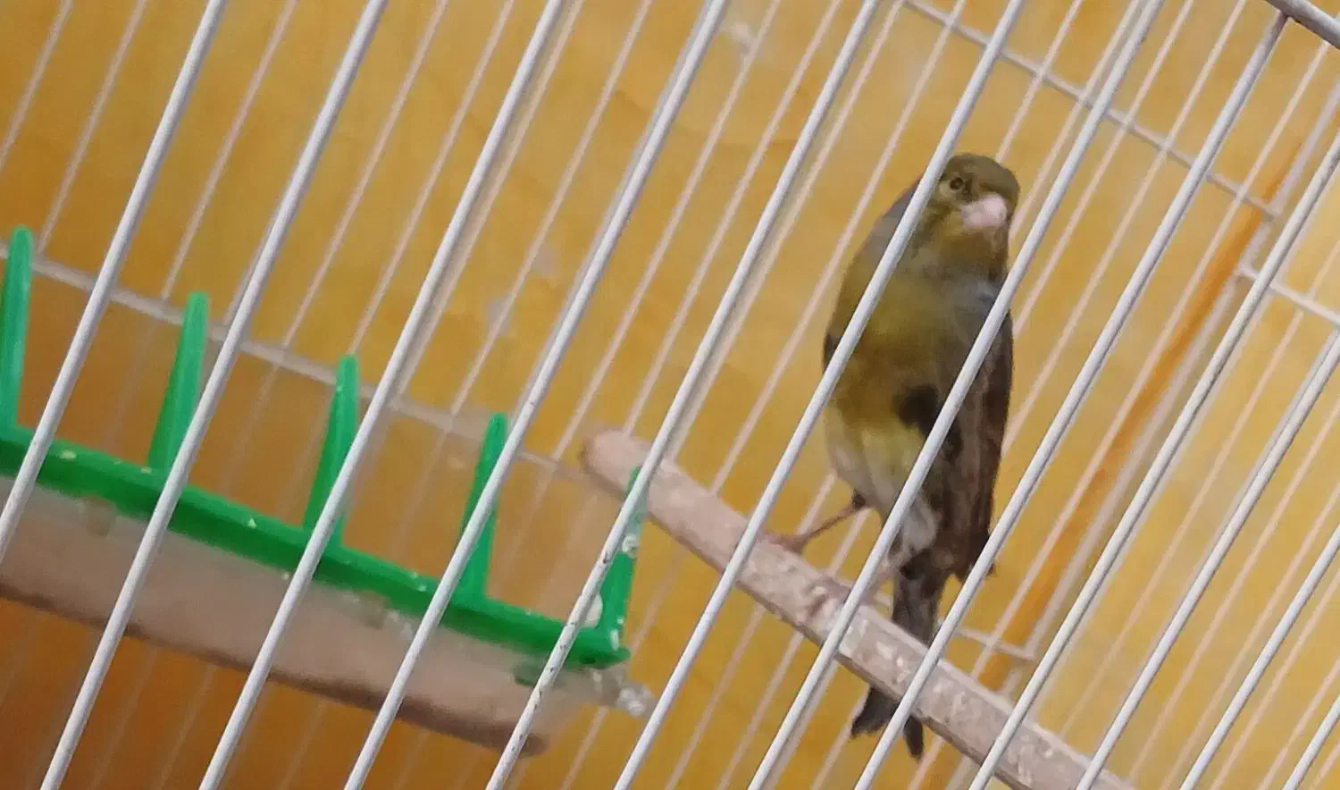 قناری نر|پرنده|مشهد, نوید|دیوار