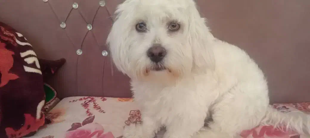 فروش سگ شناسنامه دار|سگ|سیرجان, |دیوار