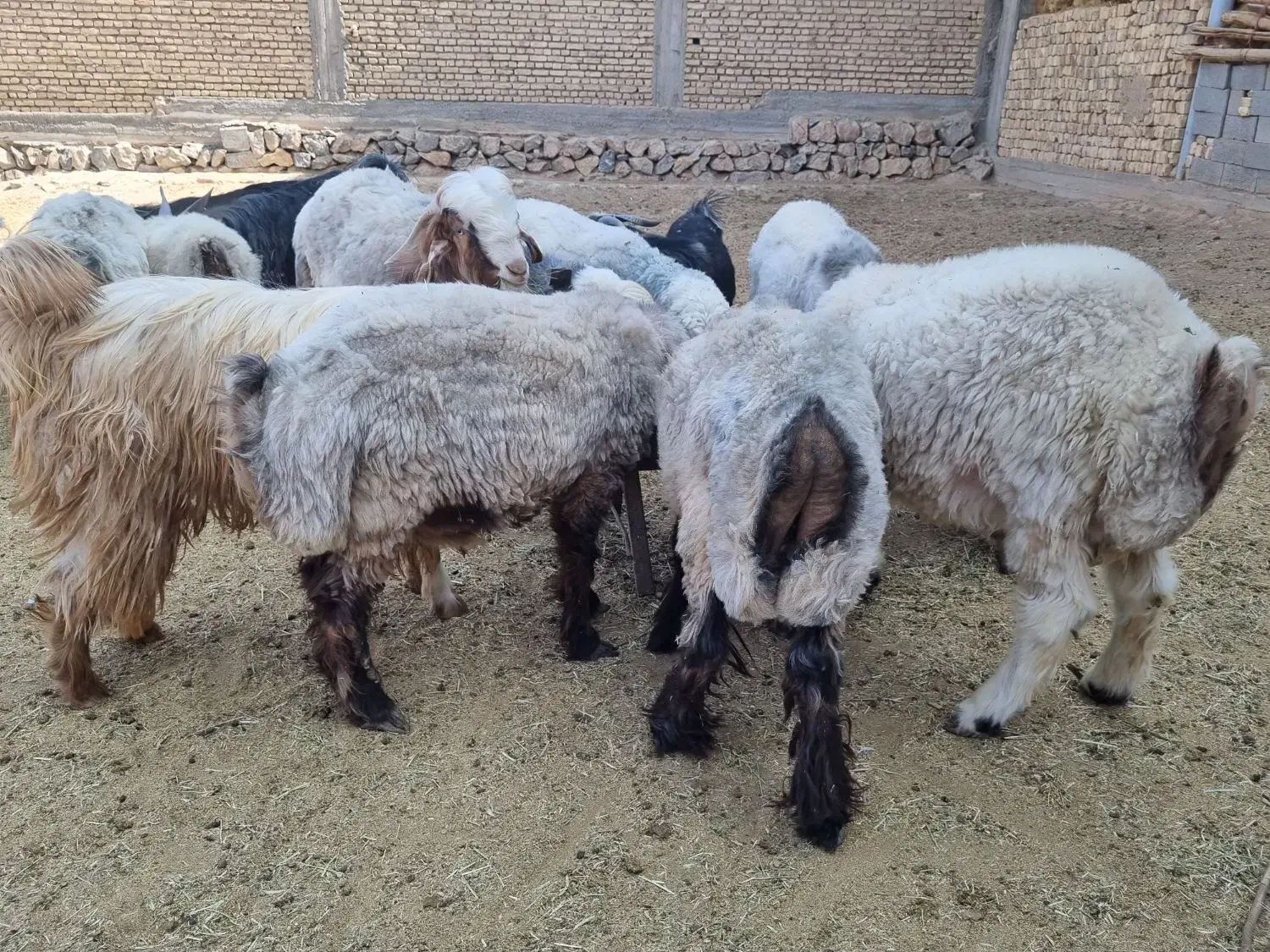 بره و بزغاله نر چاق چاق|حیوانات مزرعه|شهرکرد, |دیوار