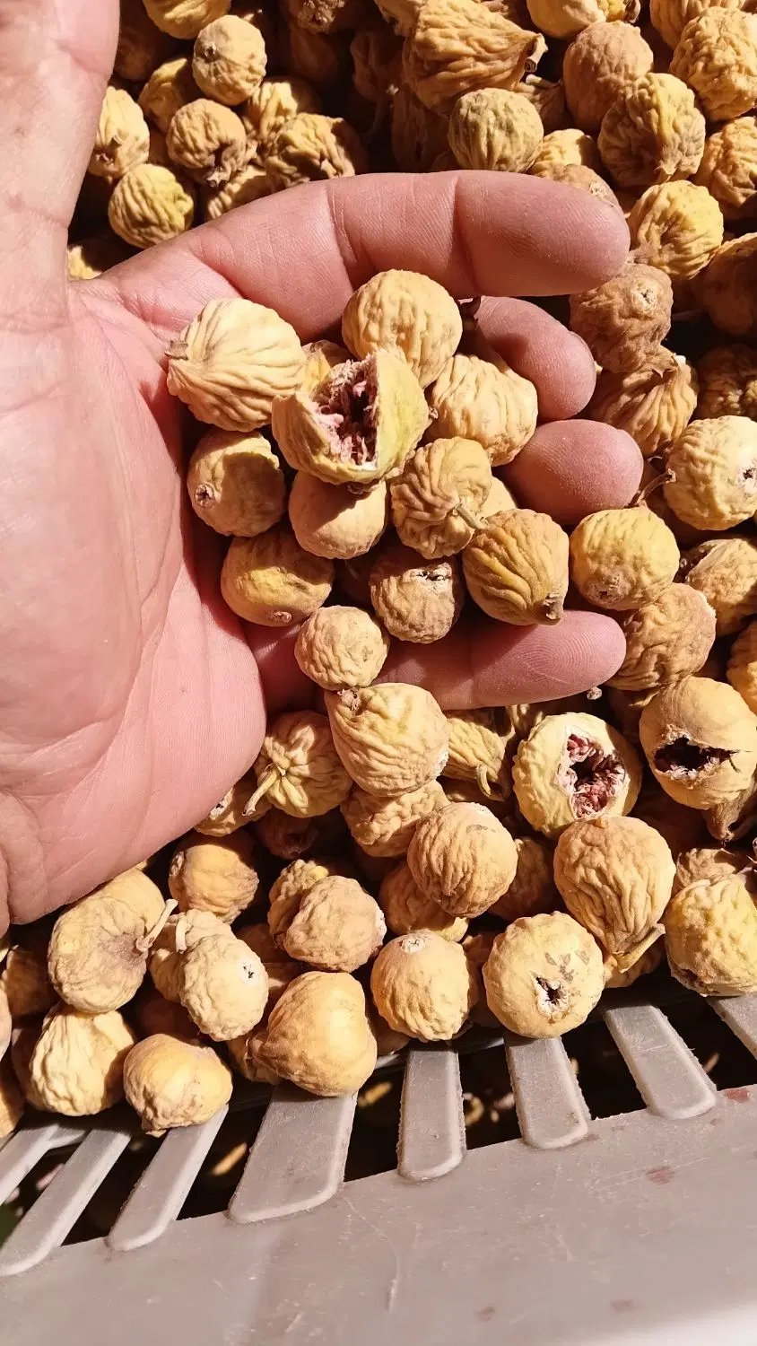 انجیر تازه نرم و خوش طعم بدون نگهدارنده|خوردنی و آشامیدنی|شیراز, شهرک فرهنگیان|دیوار