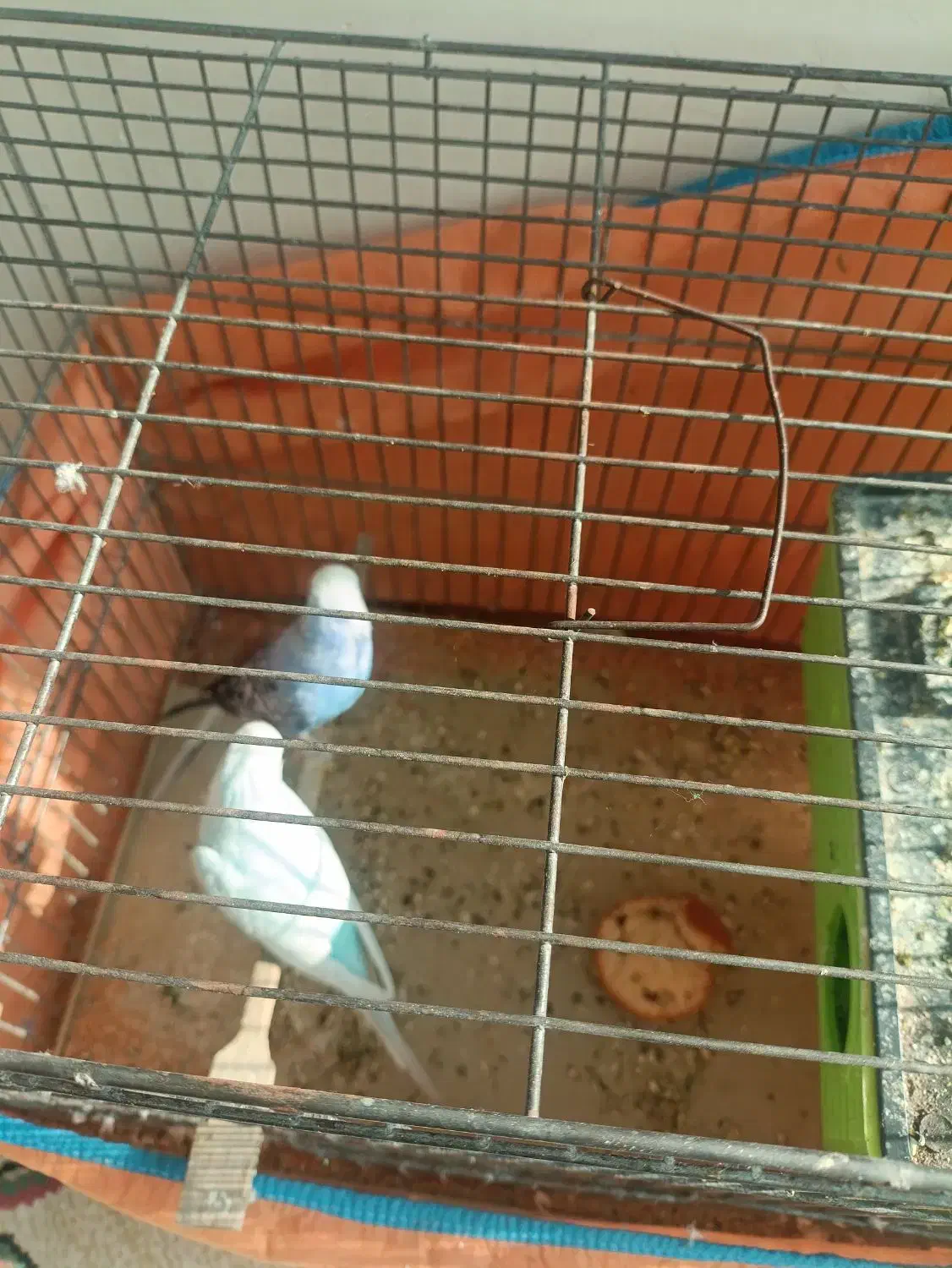 دوتا مرغ عشق نر|پرنده|پاکدشت, پاکدشت (مامازند)|دیوار