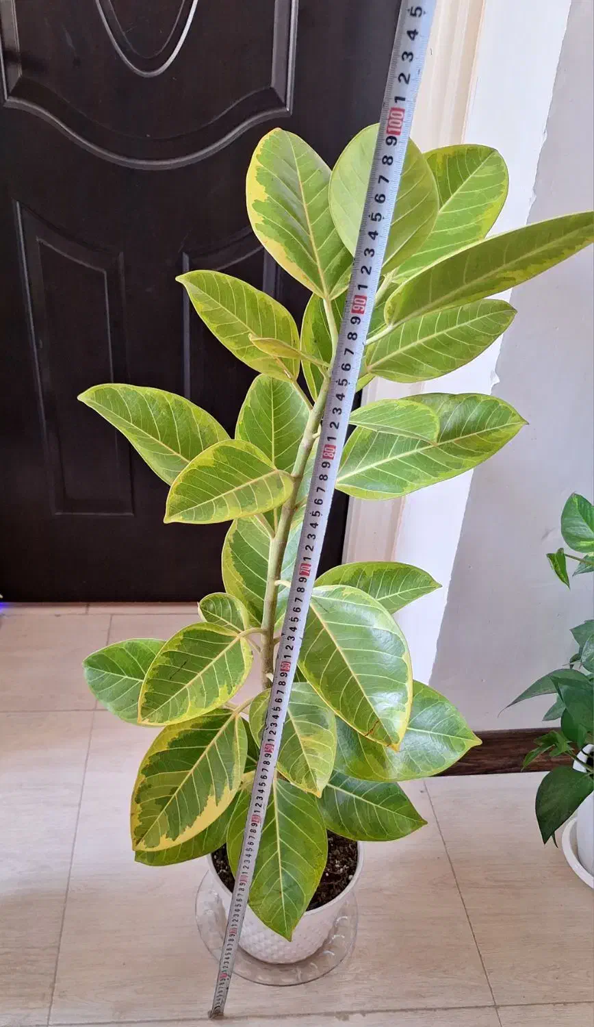 فیکوس ابلق با گلدان سفید|گل و گیاه طبیعی|شاهینشهر, نسیم ۵|دیوار