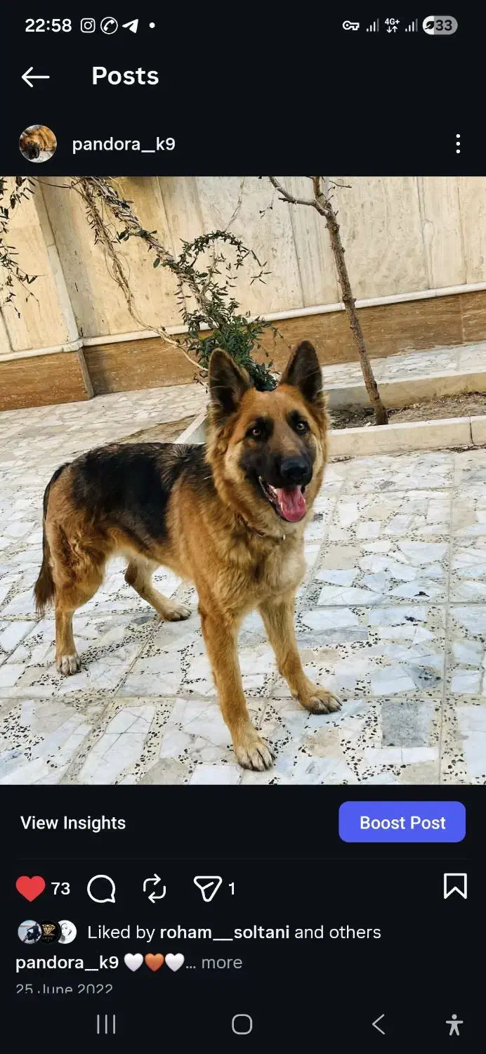 سگ ژرمن|حیوانات|اصفهان, جلفا|دیوار