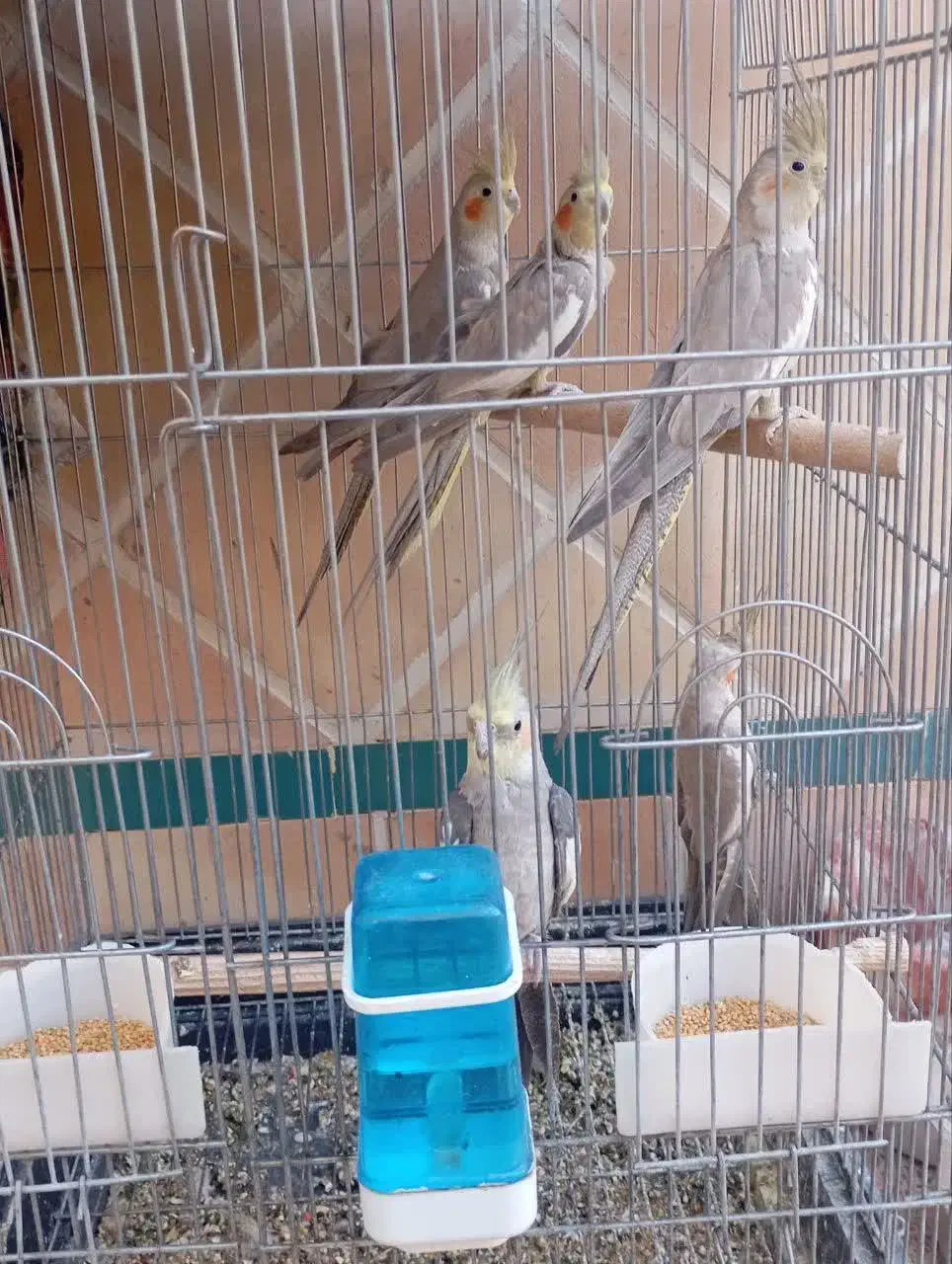 عروس هلندی نر و ماده اماده قیمت مناسب|پرنده|یزد, |دیوار