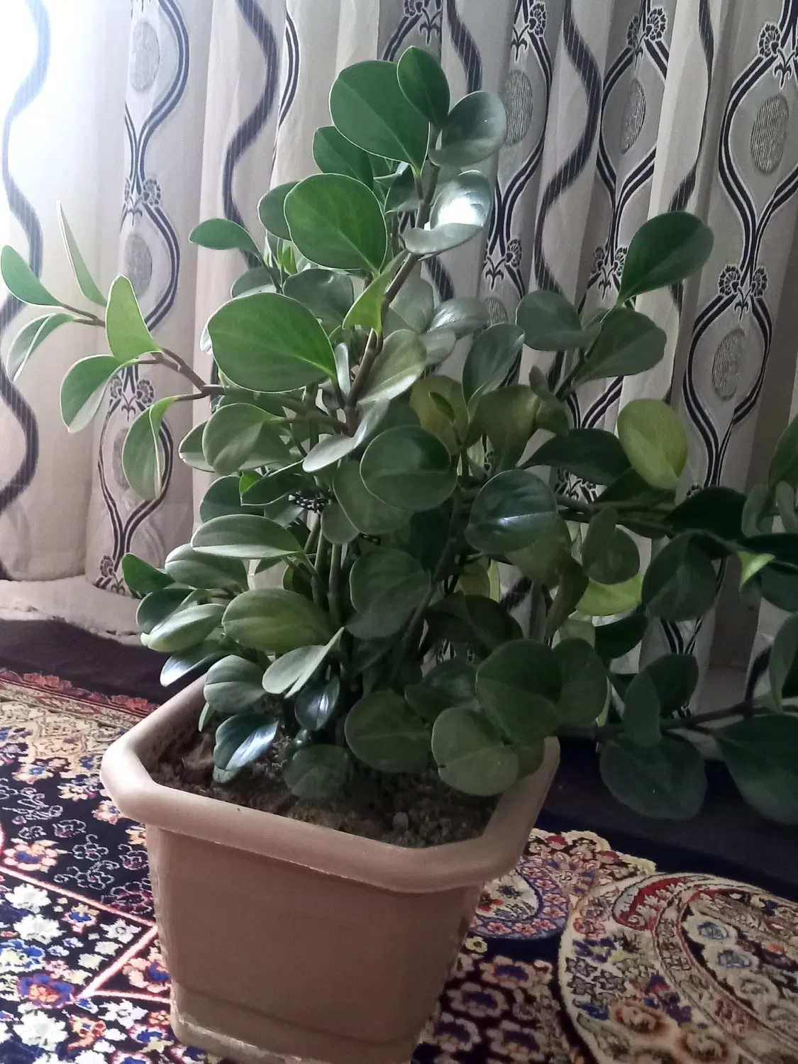 گل و گیاه|گل و گیاه طبیعی|سنندج, |دیوار