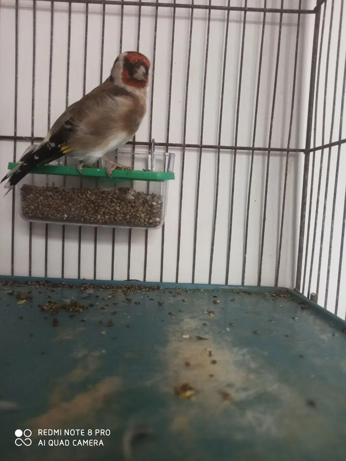 سهره|پرنده|ملارد, |دیوار