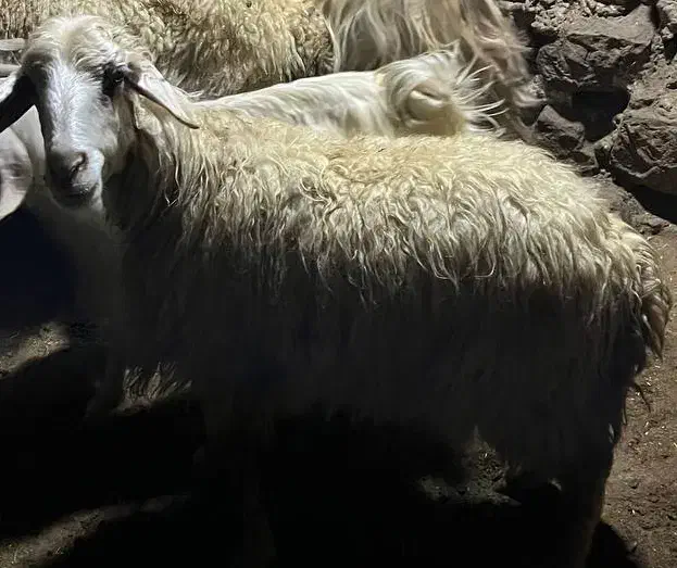 میش و چپش|حیوانات مزرعه|دهدشت, |دیوار