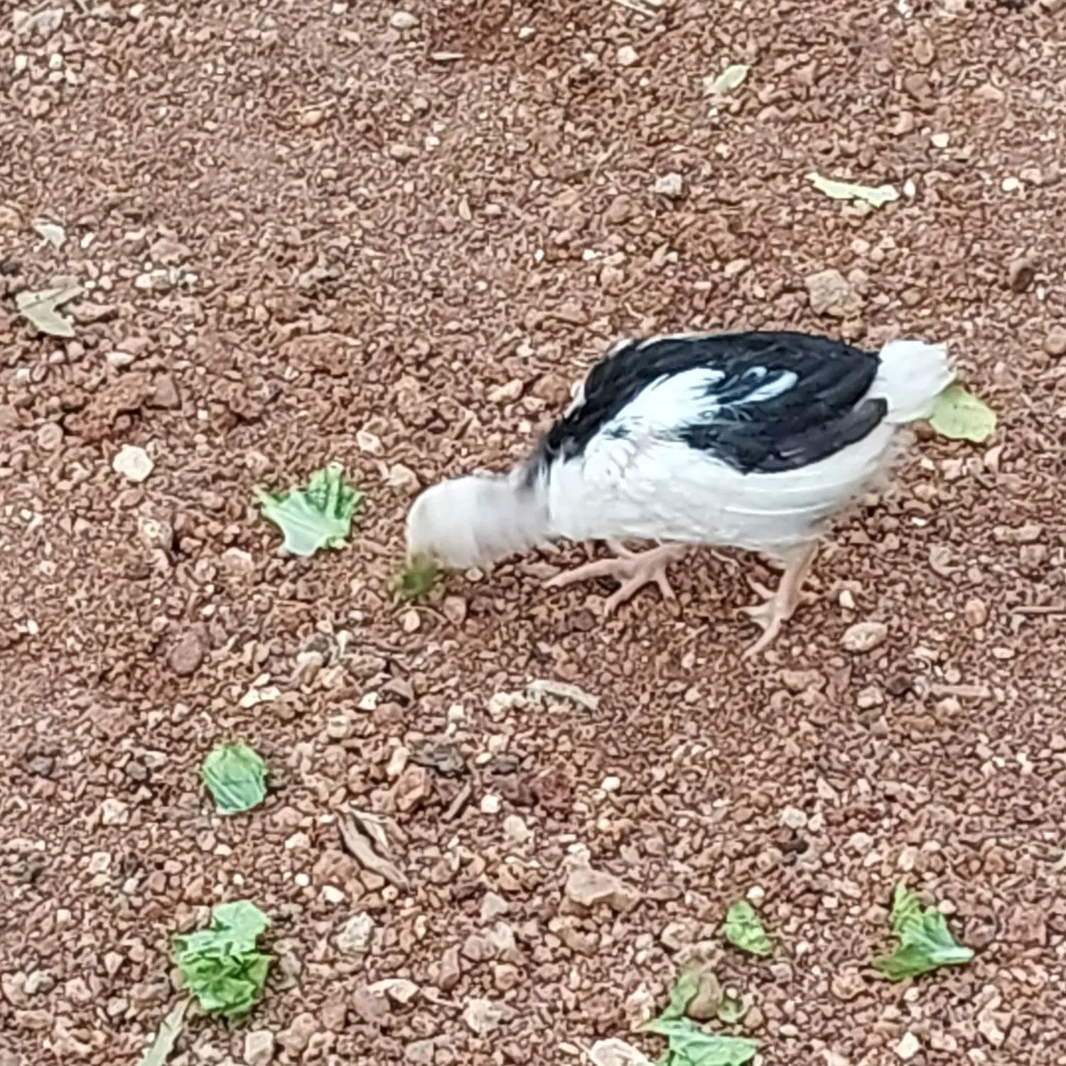 جوجه مرغ و خروس گلین اصل|حیوانات مزرعه|شیراز, شهرک گلستان|دیوار