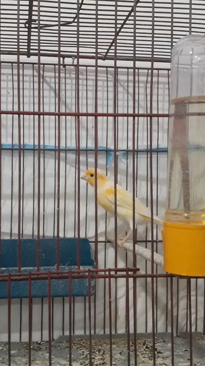 قناری نر ماده آماده|پرنده|پارسآباد, |دیوار