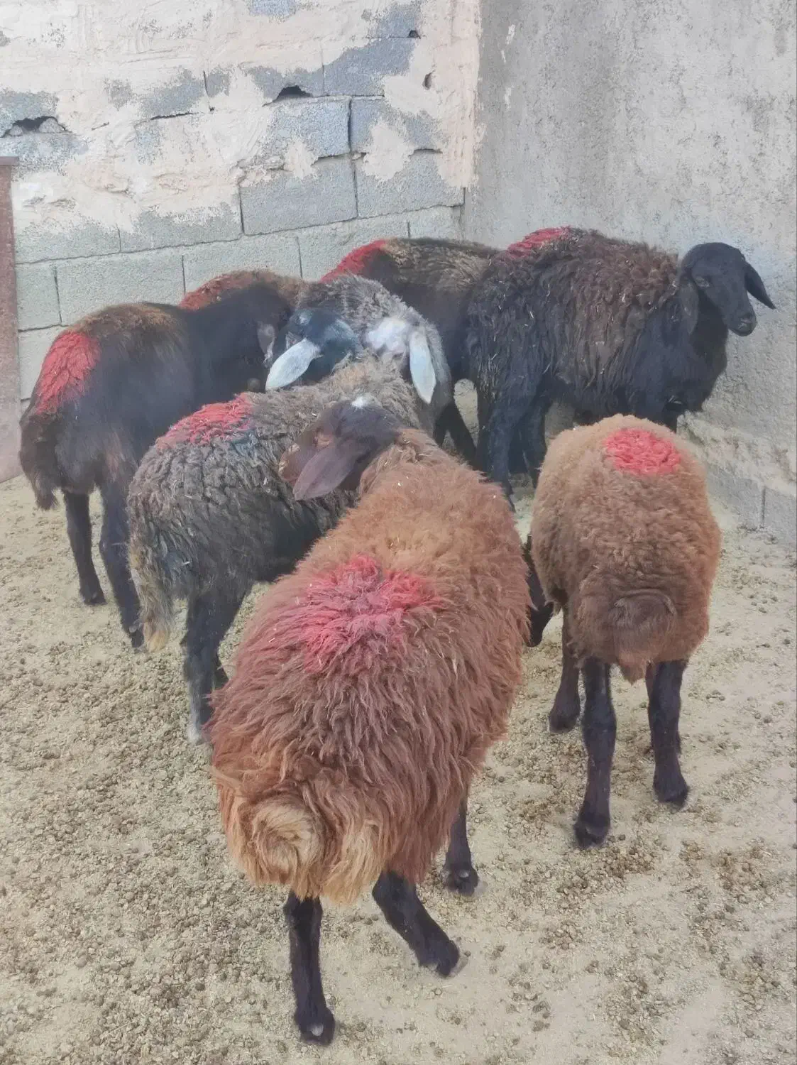 بره ماده های پای شیشک افشار و قزل افشار|حیوانات مزرعه|محمدیه-قزوین, |دیوار