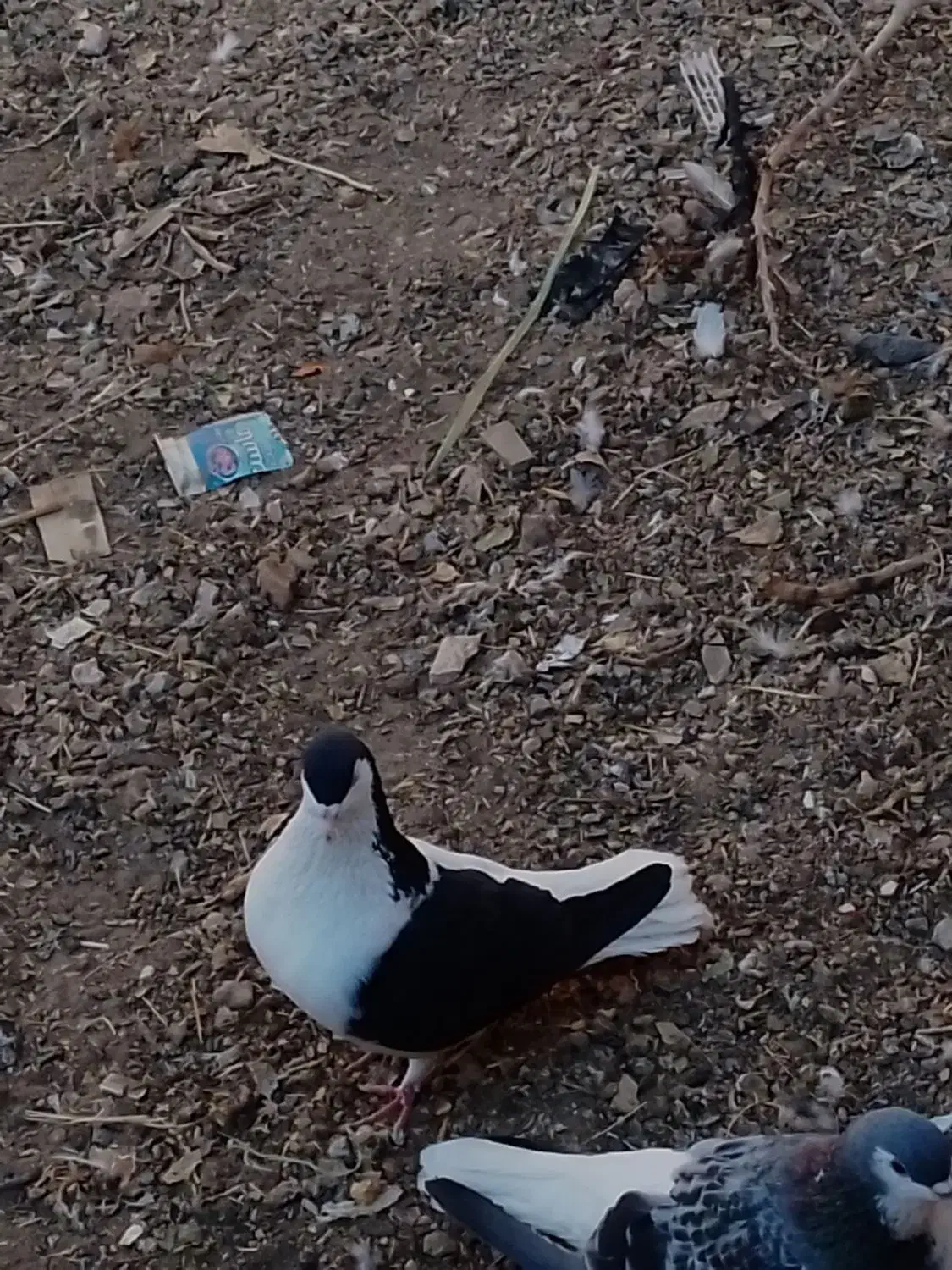 یک جفت چپ سیاه شق|پرنده|سبزوار, قصبه شرقی|دیوار