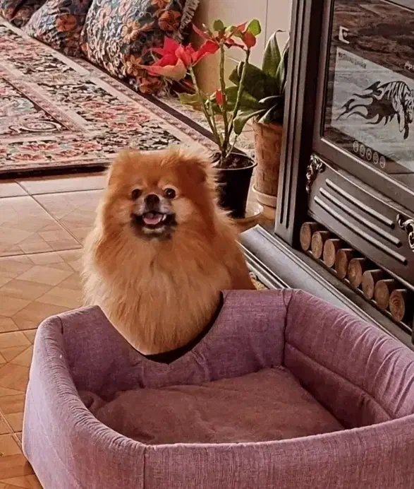 سگ پامر اصیل نر جهت جفتگیری رایگان بدون هزینه|سگ|شیراز, درکی|دیوار