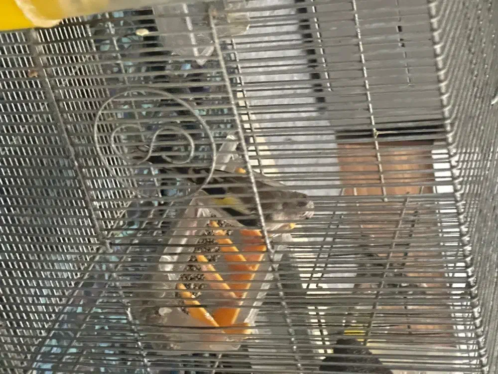 سهره|پرنده|کهریزک, |دیوار