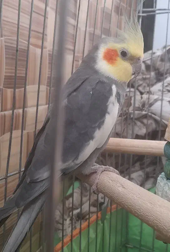 یک جفت عروس هلندی|پرنده|باغ بهادران, |دیوار