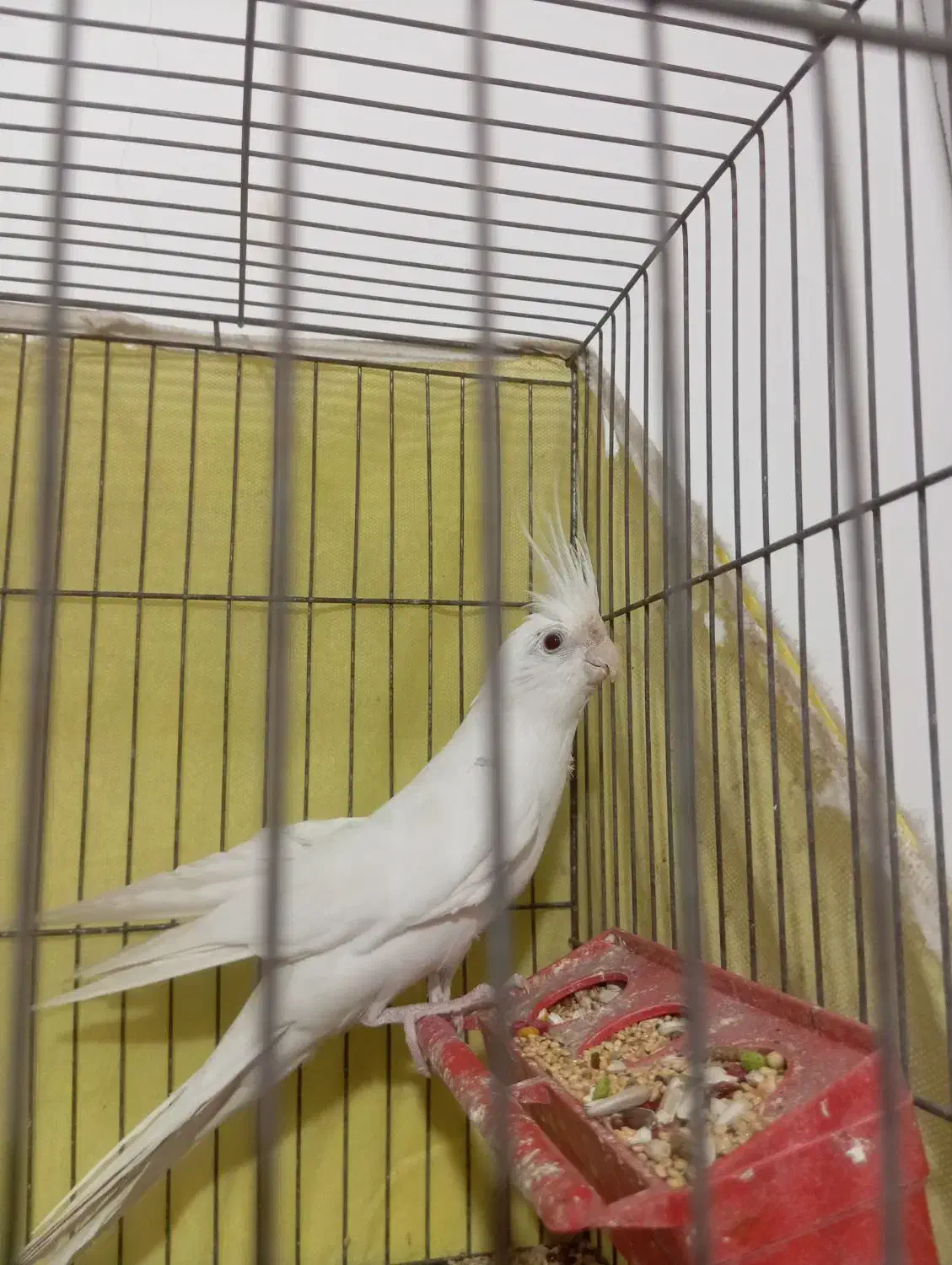 پرند عروس البینو نر وجفت طوطی برزیلی|پرنده|باوی, |دیوار