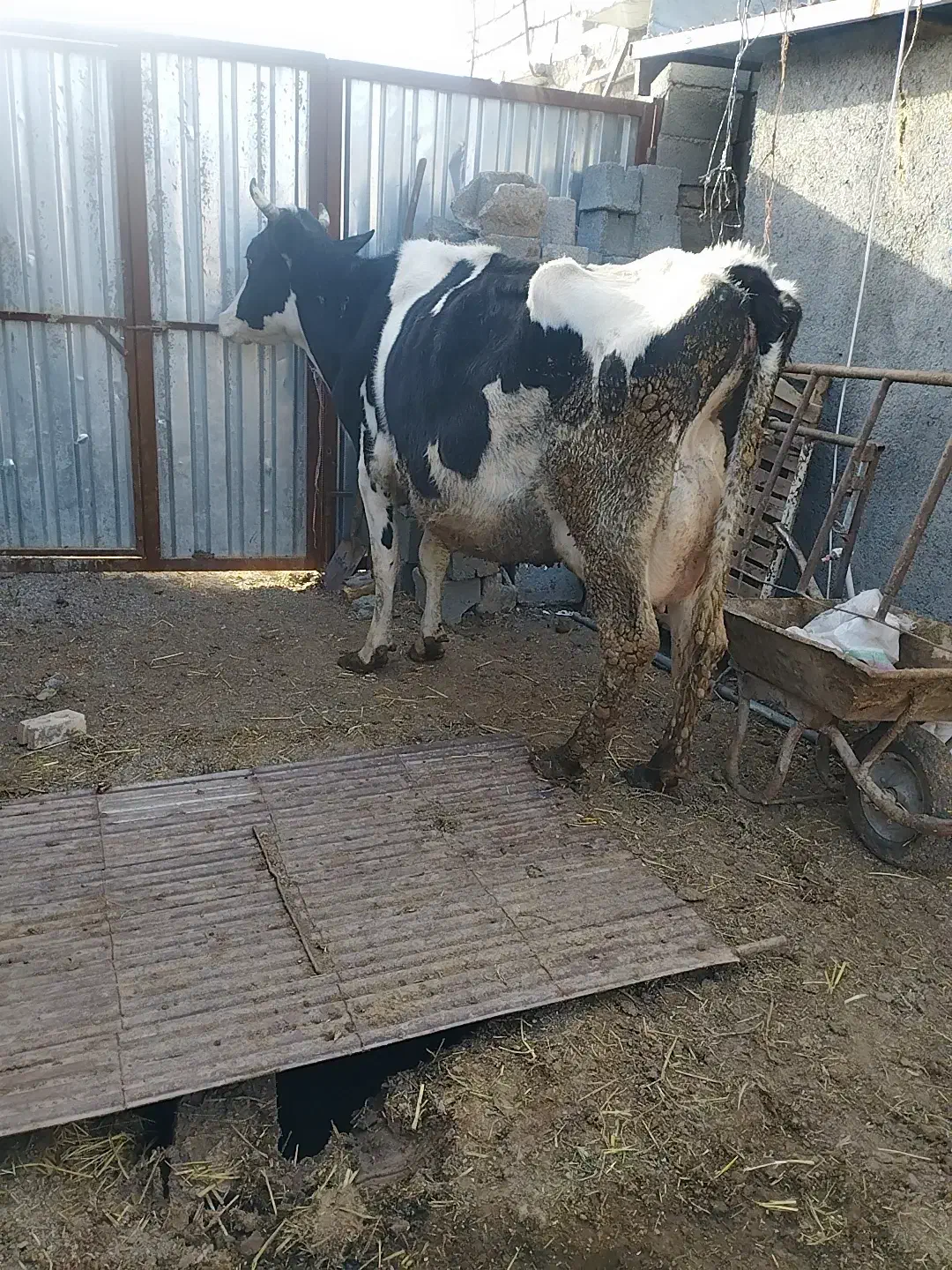 گاو شیری|حیوانات مزرعه|بیرجند, |دیوار