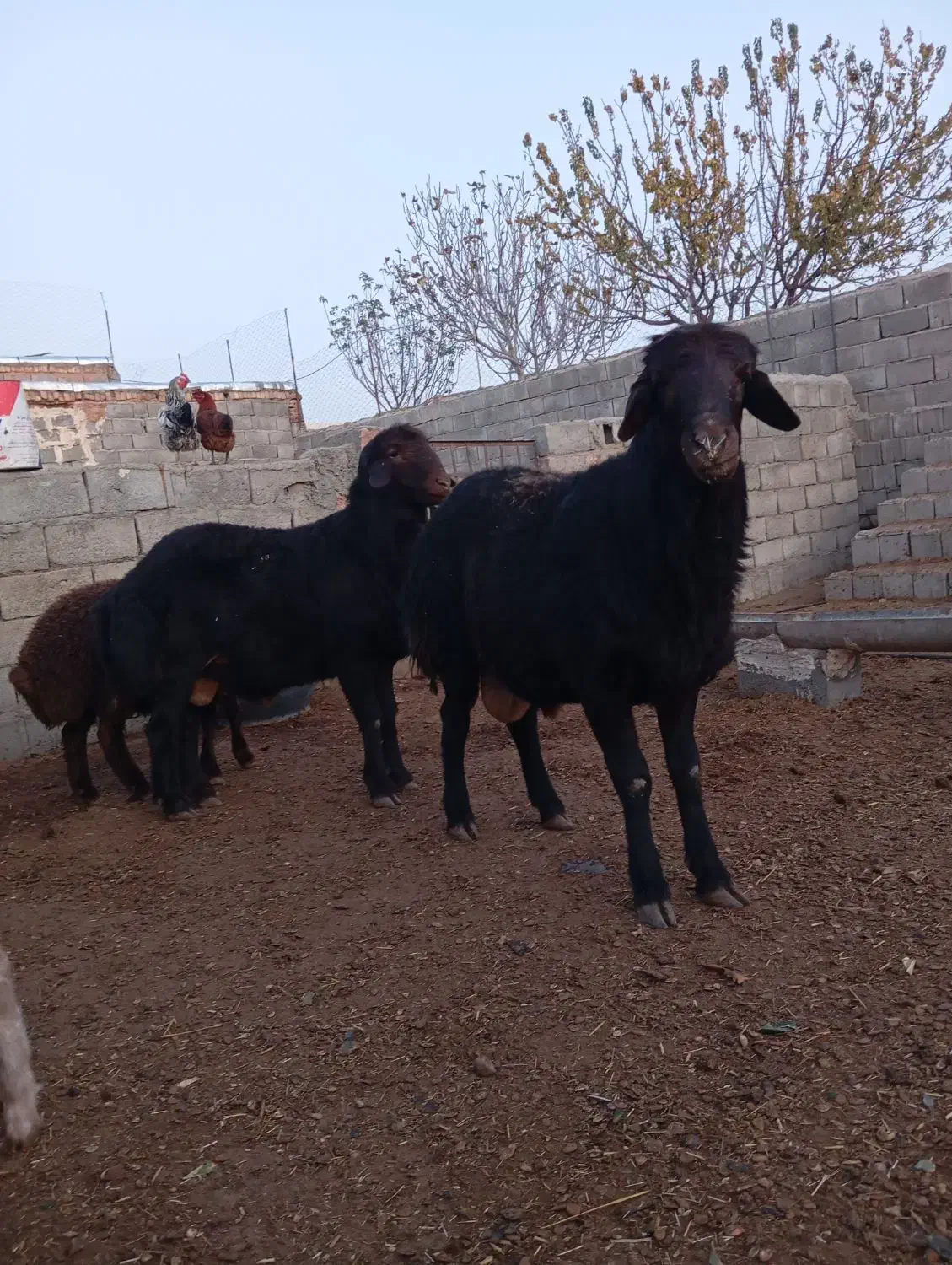 برهقوچی|حیوانات مزرعه|میان جلگه, |دیوار