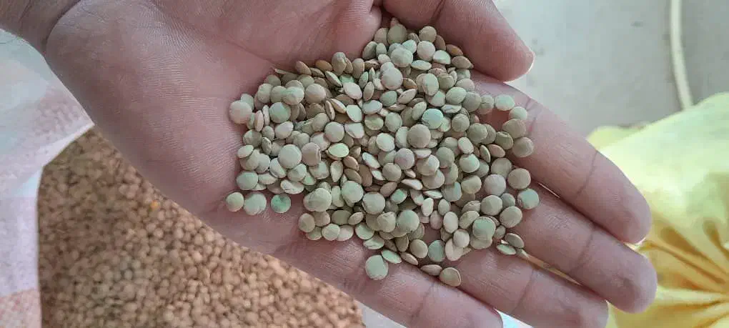 عدس درجه یک عالی پوخت سری|خوردنی و آشامیدنی|بزینه رود, |دیوار