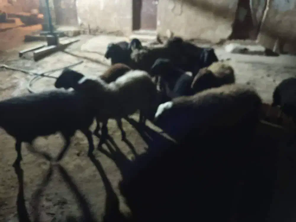 ۱۴ عدد بره نر و ماده|حیوانات مزرعه|پاکدشت, خاتون آباد|دیوار