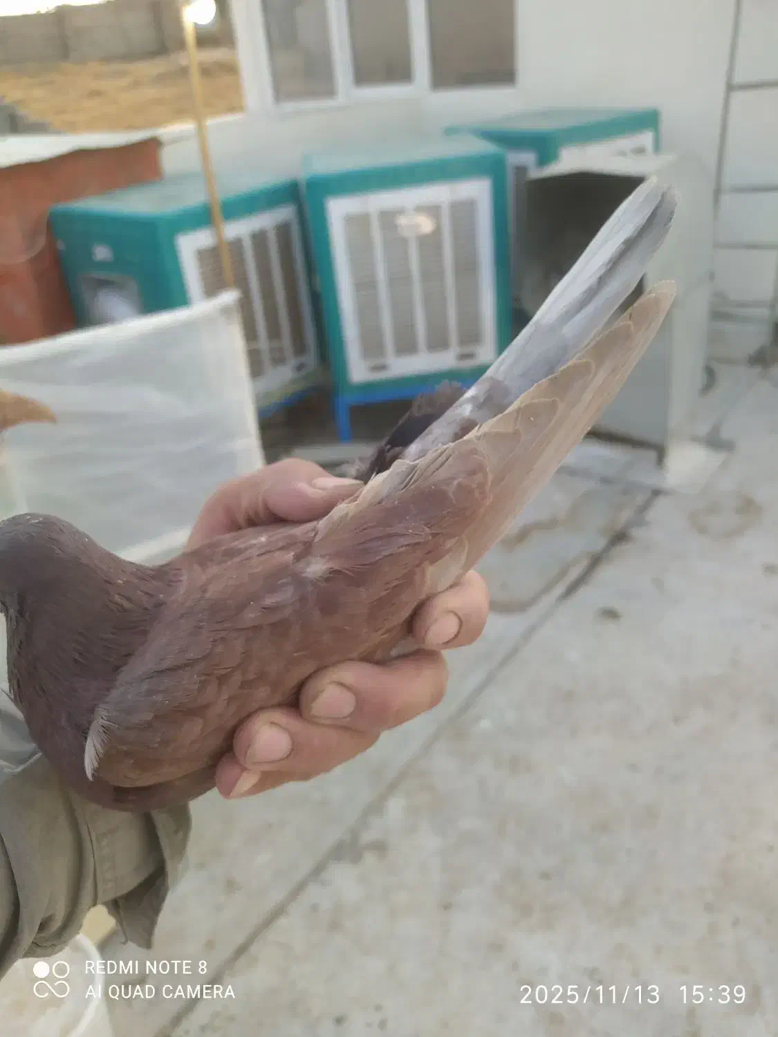 کفتر غریب|پرنده|بومهن, |دیوار