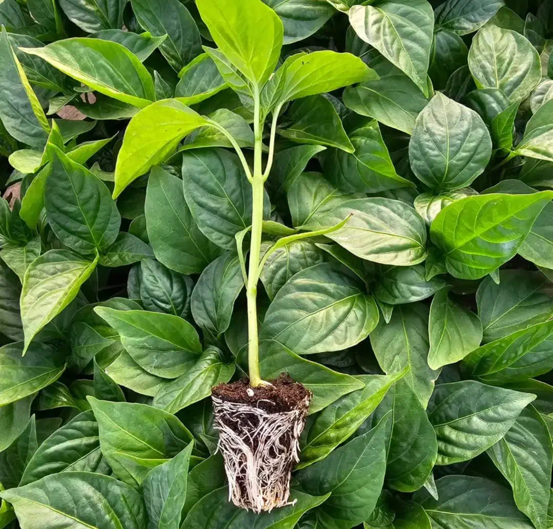 نشا انواع صیفی جات.خیار بادمجان گوجه هندوانه و...|خدمات باغبانی و درختکاری|زاهدان, |دیوار