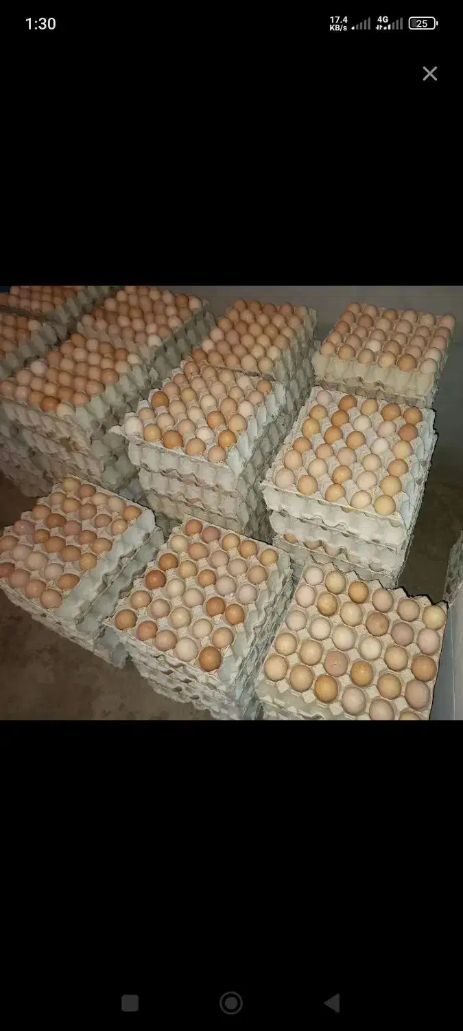 پخش تخم مرغ محلی،تخم مرغ روز|خوردنی و آشامیدنی|تهران, حصارک|دیوار