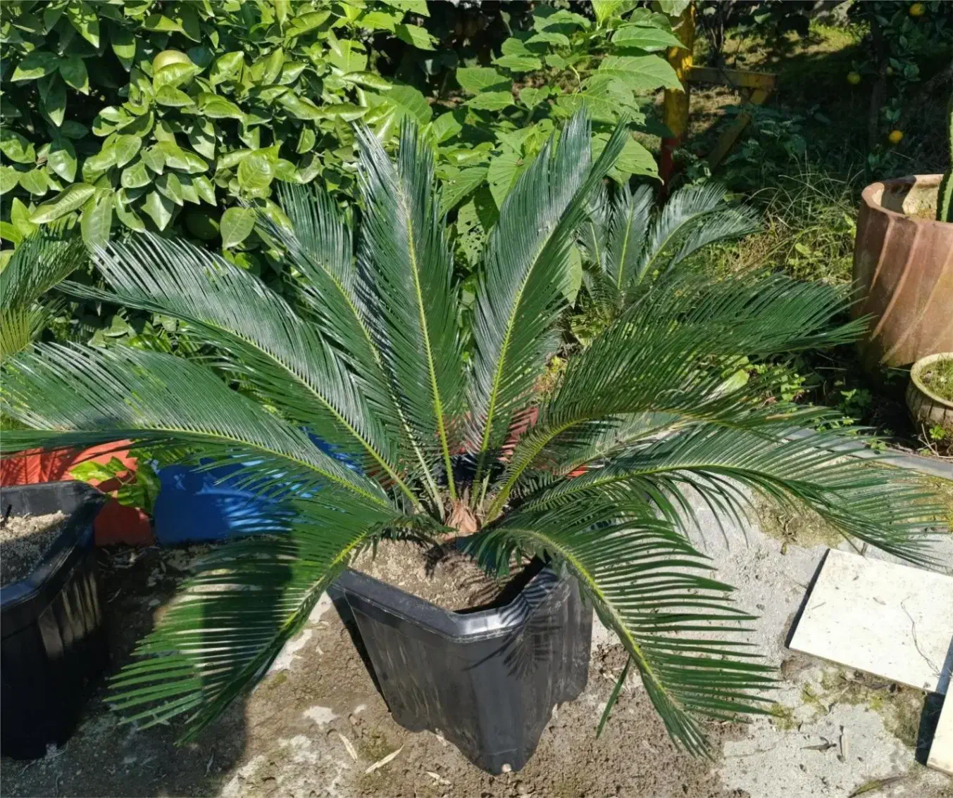 سیکاس|گل و گیاه طبیعی|تهران, شهرک هما|دیوار