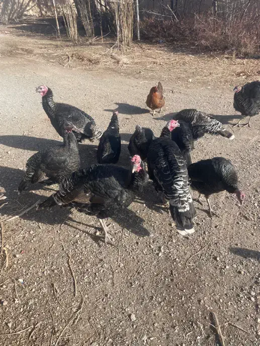 بوقلمون برنز|پرنده|قیدار, |دیوار