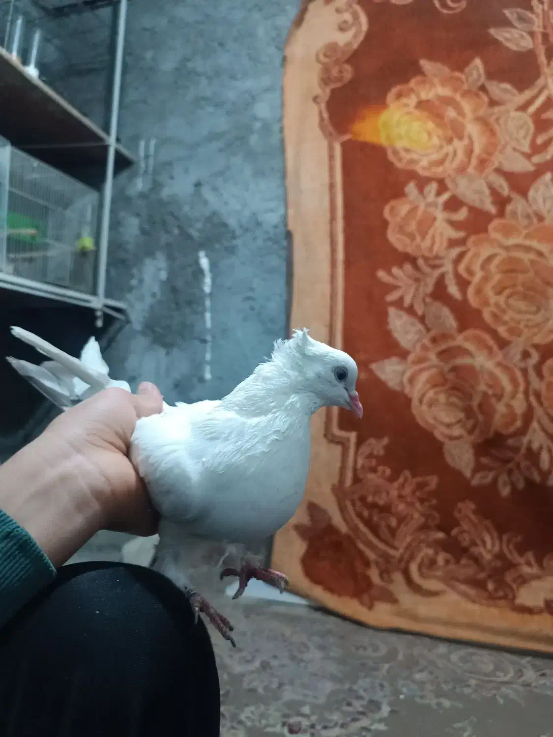 کفتر|پرنده|مشهد, عباس‌آباد|دیوار