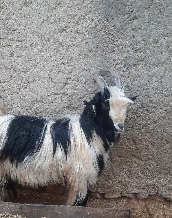 چپش دوبر بزغاله|حیوانات مزرعه|باغ بهادران, |دیوار