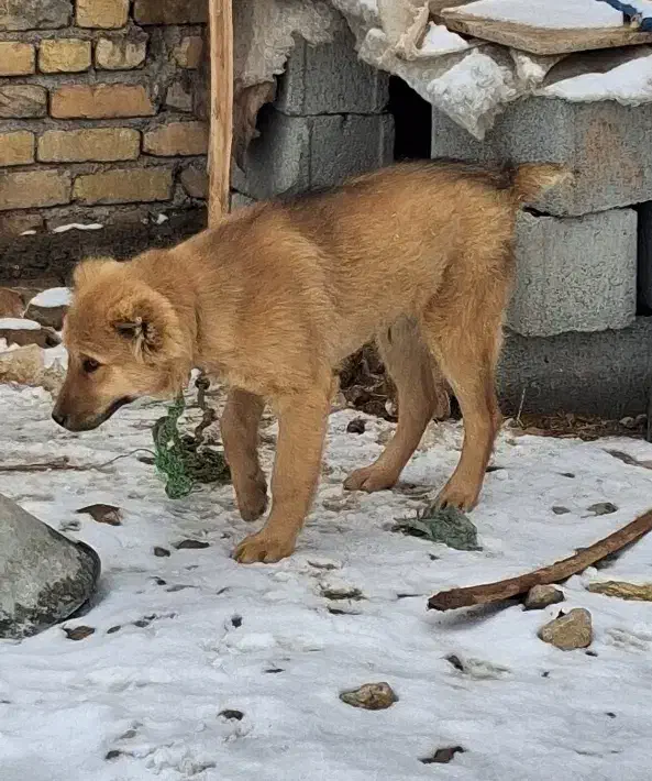 سگ سرابی وخراسانی|سگ|خرم‌آباد, |دیوار